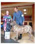 In Memorian - Fila Brasileiro Tigrado - Canil Singular - Motivador